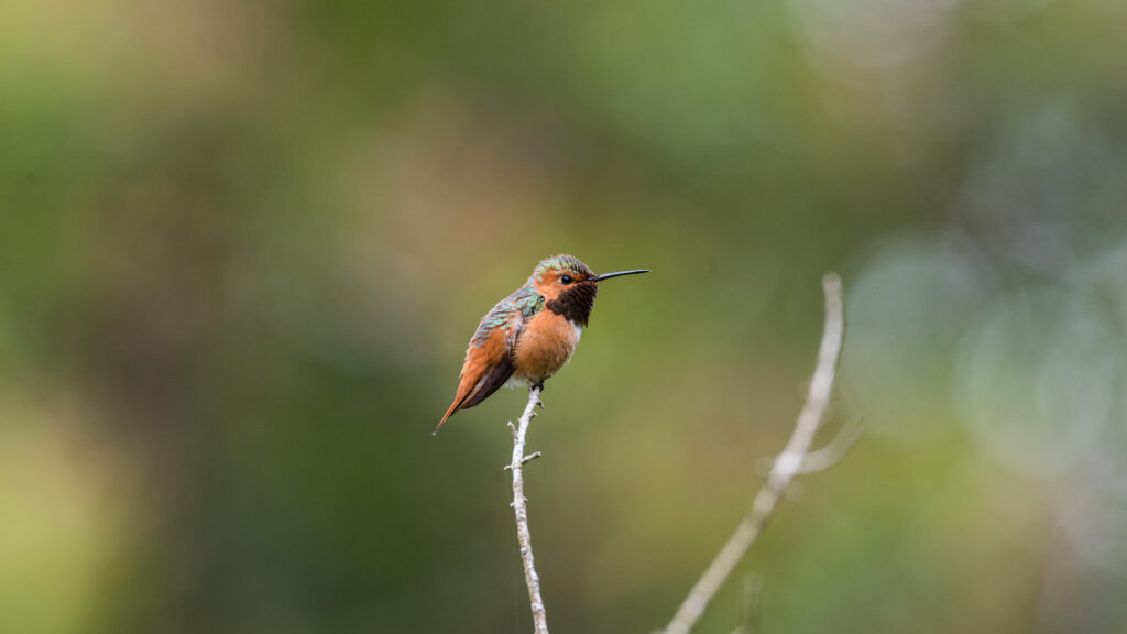 棕煌蜂鸟 金门公园 栖息 树枝 4k