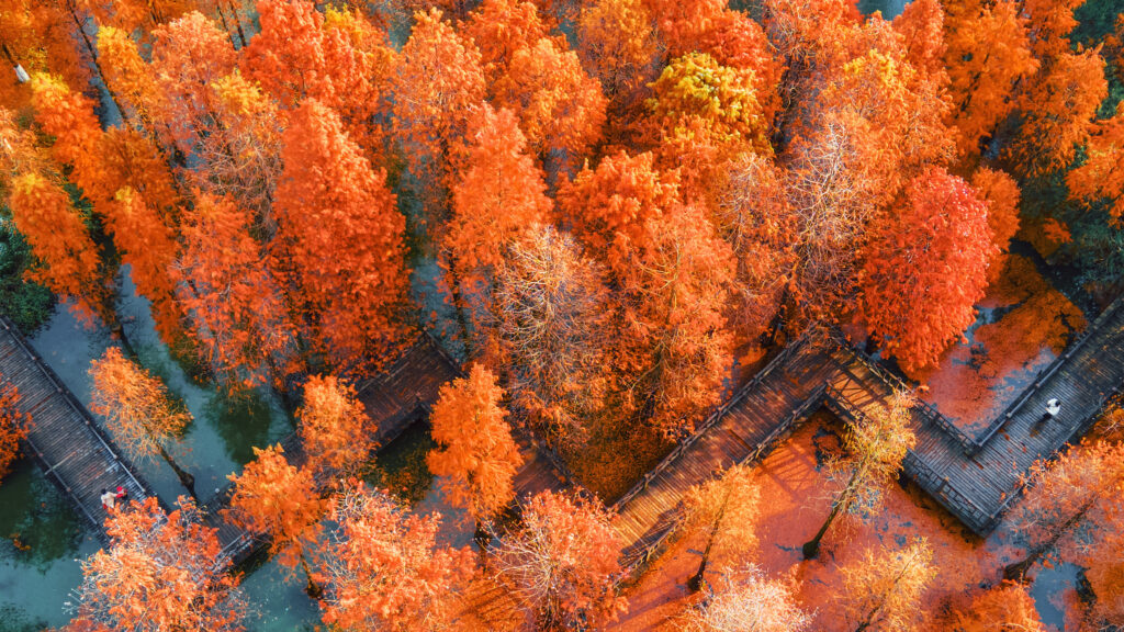 翠竹公园 航拍 水杉林 秋色 木栈道 橙红色调 4k