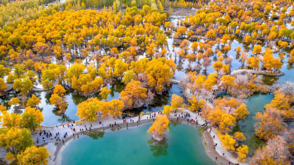 胡杨林 湖泊 秋景 航拍 倒影 游客 甘肃 4k