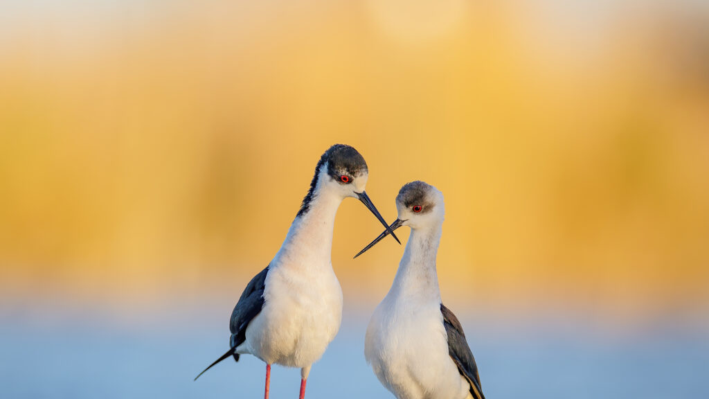 黑翅长脚鹬 法国 红色长腿 黑白羽毛 4k